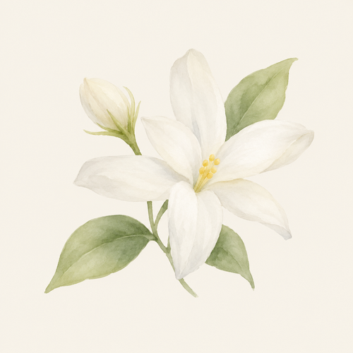 Jasmine
