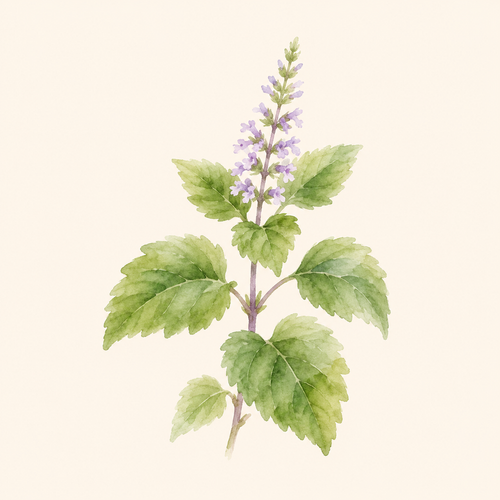 Patchouli